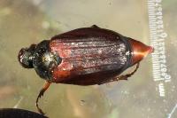 Melolontha melolontha