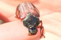 Melolontha melolontha