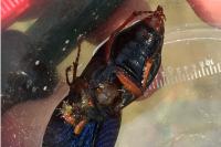 Melolontha melolontha