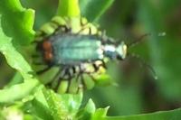 Malachius bipustulatus