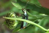 Malachius bipustulatus