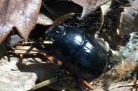 Anoplotrupes stercorosus