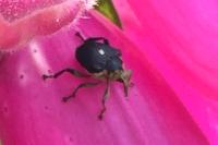 Mononychus punctumalbum