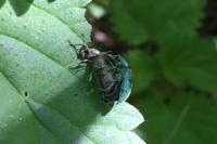 Phyllobius pomaceus