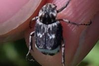 Valgus hemipterus