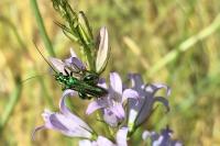 Oedemera nobilis