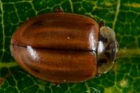 Aphidecta obliterata