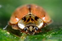 Aphidecta obliterata