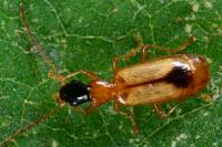 Demetrias monostigma