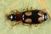 Dromius quadrimaculatus