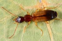 Paradromius linearis