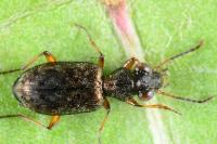 Asaphidion stierlini
