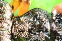 Asaphidion stierlini