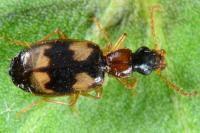 Calodromius bifasciatus