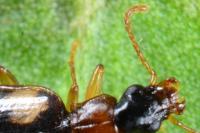 Calodromius bifasciatus