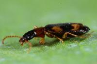 Calodromius bifasciatus