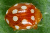 Vibidia duodecimguttata