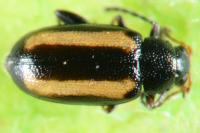 Phyllotreta vittula
