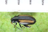 Phyllotreta vittula