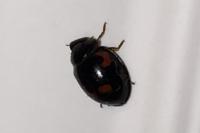 Exochomus quadripustulatus