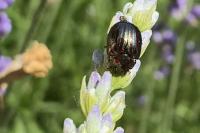 Chrysolina americana