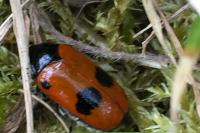 Clytra laeviuscula