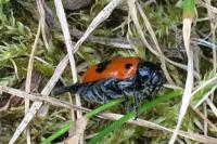 Clytra laeviuscula
