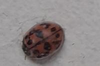 Oenopia conglobata