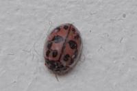 Oenopia conglobata
