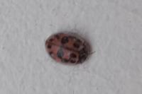 Oenopia conglobata