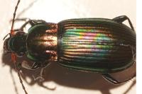 Poecilus cupreus