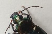 Poecilus cupreus