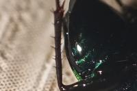 Poecilus cupreus