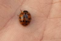 Harmonia axyridis