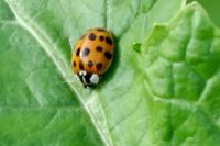 Harmonia axyridis