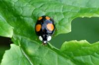 Harmonia axyridis