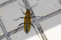 Chlorophorus glabromaculatus