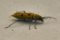 Chlorophorus glabromaculatus
