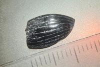 Copris lunaris