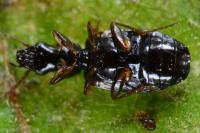 Syntomus obscuroguttatus