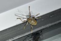 Curculio elephas