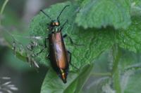 Lytta vesicatoria