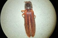 Athous vittatus
