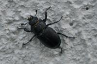 Lucanus cervus