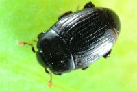 Carcinops pumilio