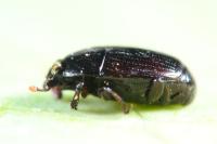 Carcinops pumilio