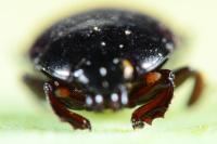 Carcinops pumilio