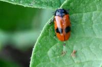 Clytra laeviuscula