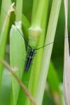 Calamobius filum
