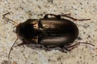 Amara similata